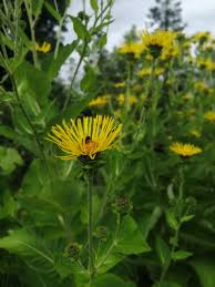 Image result for Inula helenium