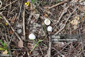 Attēlu rezultāti vaicājumam “Caprimulgus europaeus eggs”