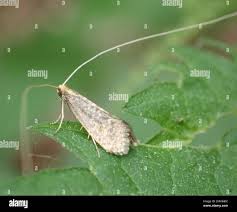 Attēlu rezultāti vaicājumam “Nematopogon sp.”