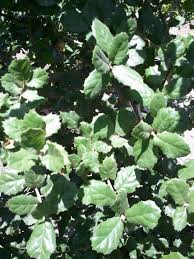 Attēlu rezultāti vaicājumam “Quercus”