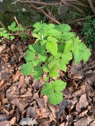 Attēlu rezultāti vaicājumam “Rubus idaeus leaf”