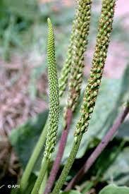 Attēlu rezultāti vaicājumam “Plantago major flower”
