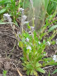 Attēlu rezultāti vaicājumam “Myosotis micrantha”