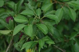 Attēlu rezultāti vaicājumam “Prunus cerasifera”