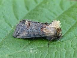 Attēlu rezultāti vaicājumam “Abrostola triplasia”