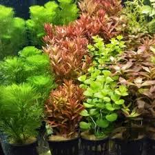 「扭蘭」的圖片搜尋結果