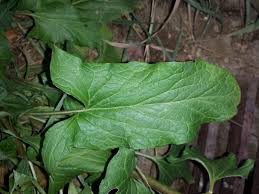 Attēlu rezultāti vaicājumam “Chenopodium bonus-henricus leaf”
