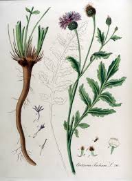 Attēlu rezultāti vaicājumam “Centaurea scabiosa”