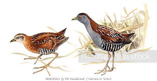 Image result for Porzana pusilla