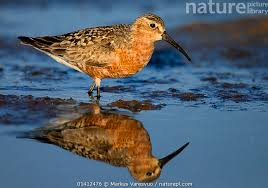 Attēlu rezultāti vaicājumam “Calidris ferruginea”