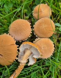 Attēlu rezultāti vaicājumam “Cystoderma amianthinum”