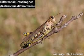 Attēlu rezultāti vaicājumam “Entomophaga grylli”