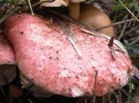 Attēlu rezultāti vaicājumam “Gomphidius roseus”