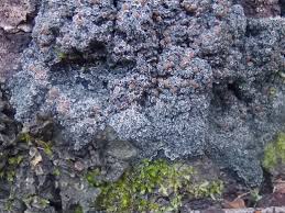 Attēlu rezultāti vaicājumam “Parmeliella triptophylla”