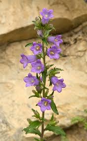 Image result for Campanula medium