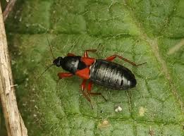 Attēlu rezultāti vaicājumam “Nabidae”