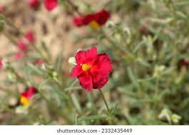 Attēlu rezultāti vaicājumam “Helianthemum x hybridum”