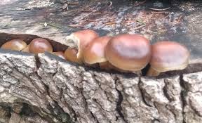 Attēlu rezultāti vaicājumam “Stemonitopsis hyperopta var. landewaldii stalked”