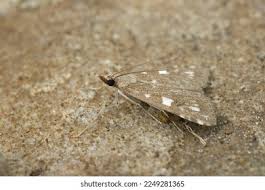 Attēlu rezultāti vaicājumam “Udea olivalis”