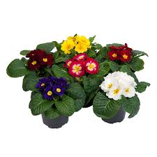 Attēlu rezultāti vaicājumam “Primula”