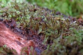 Attēlu rezultāti vaicājumam “Anastrophyllum hellerianum”