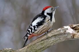 Attēlu rezultāti vaicājumam “Dendrocopos medius adult”