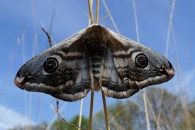 Attēlu rezultāti vaicājumam “Saturnia pavonia female”