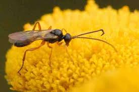 Attēlu rezultāti vaicājumam “Nematus ribesii larva”