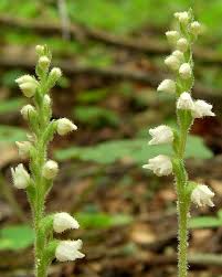 Attēlu rezultāti vaicājumam “Goodyera repens flower”