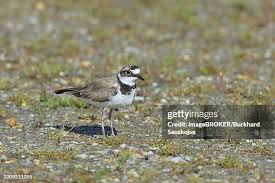 Attēlu rezultāti vaicājumam “Charadrius dubius adult”