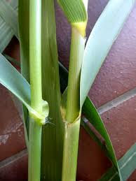 Attēlu rezultāti vaicājumam “Phragmites communis leaf”