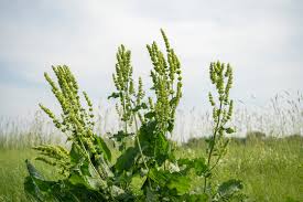 Attēlu rezultāti vaicājumam “Rumex confertus”