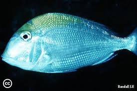 Image result for Calamus bajonado