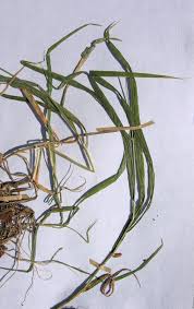 Attēlu rezultāti vaicājumam “Hordelymus europaeus”