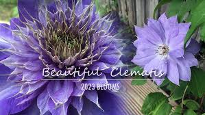 Image result for clematis multi blue