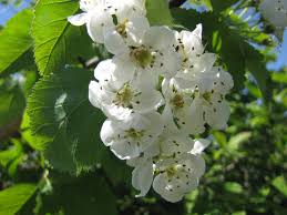 Attēlu rezultāti vaicājumam “Crataegus macracantha flower”