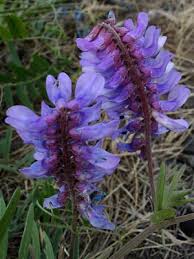 Attēlu rezultāti vaicājumam “Vicia cracca bud”