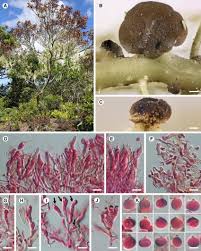 Attēlu rezultāti vaicājumam “Biatoropsis usnearum”