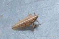 Attēlu rezultāti vaicājumam “Delphacidae”