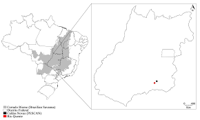 Attēlu rezultāti vaicājumam “Comatricha meandrispora macro”