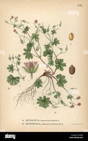 Attēlu rezultāti vaicājumam “Geranium pusillum”