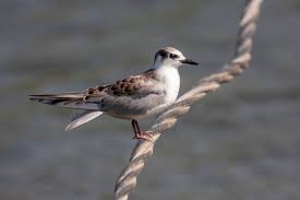 Attēlu rezultāti vaicājumam “Larus minutus adult”