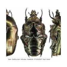 Attēlu rezultāti vaicājumam “Potosia cuprea imago”