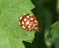 Attēlu rezultāti vaicājumam “Calvia quatuordecimguttata”