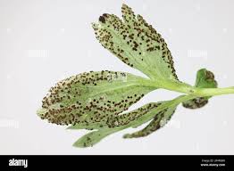 Attēlu rezultāti vaicājumam “Tranzschelia anemones”