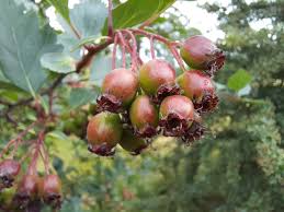 Attēlu rezultāti vaicājumam “Crataegus x macrocarpa fruit”