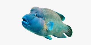 Image result for ikan
