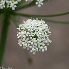 Attēlu rezultāti vaicājumam “Laserpitium latifolium bud”
