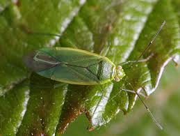 Attēlu rezultāti vaicājumam “Lycogala persicum macro”