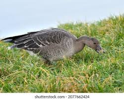 Attēlu rezultāti vaicājumam “Anser serrirostris”